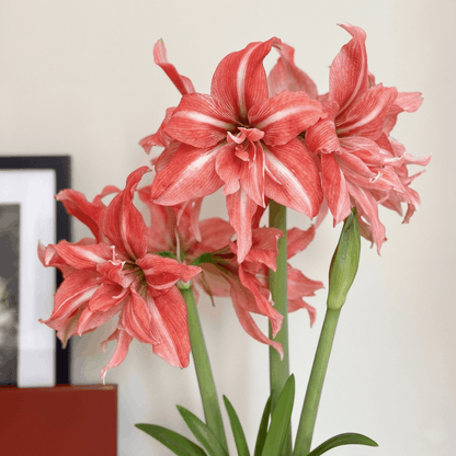 Amaryllis Wild Romance