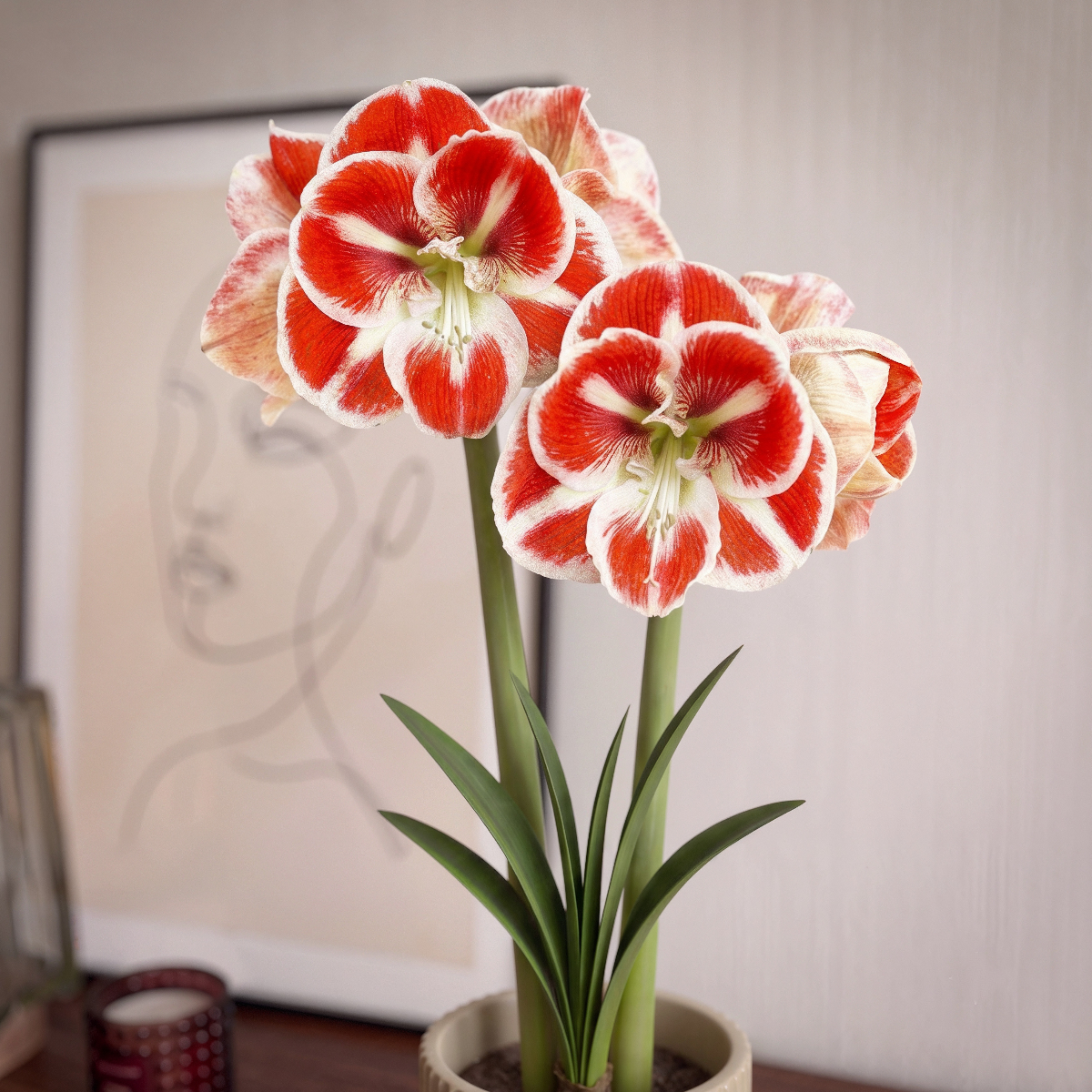 Amaryllis Samba