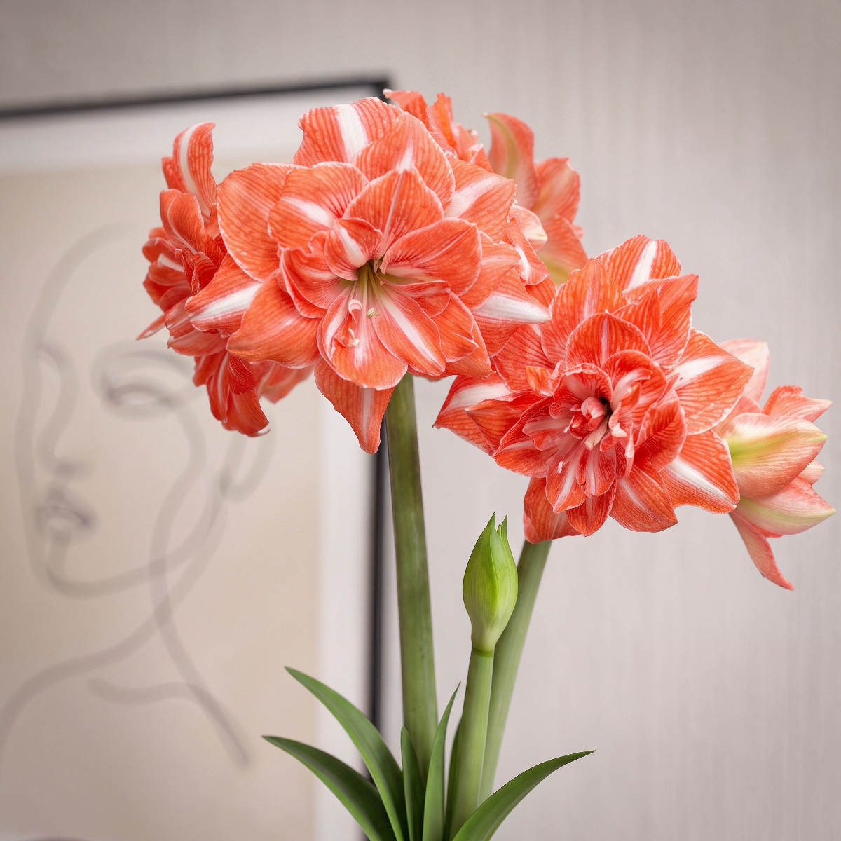 Amaryllis Sunshine Nymph