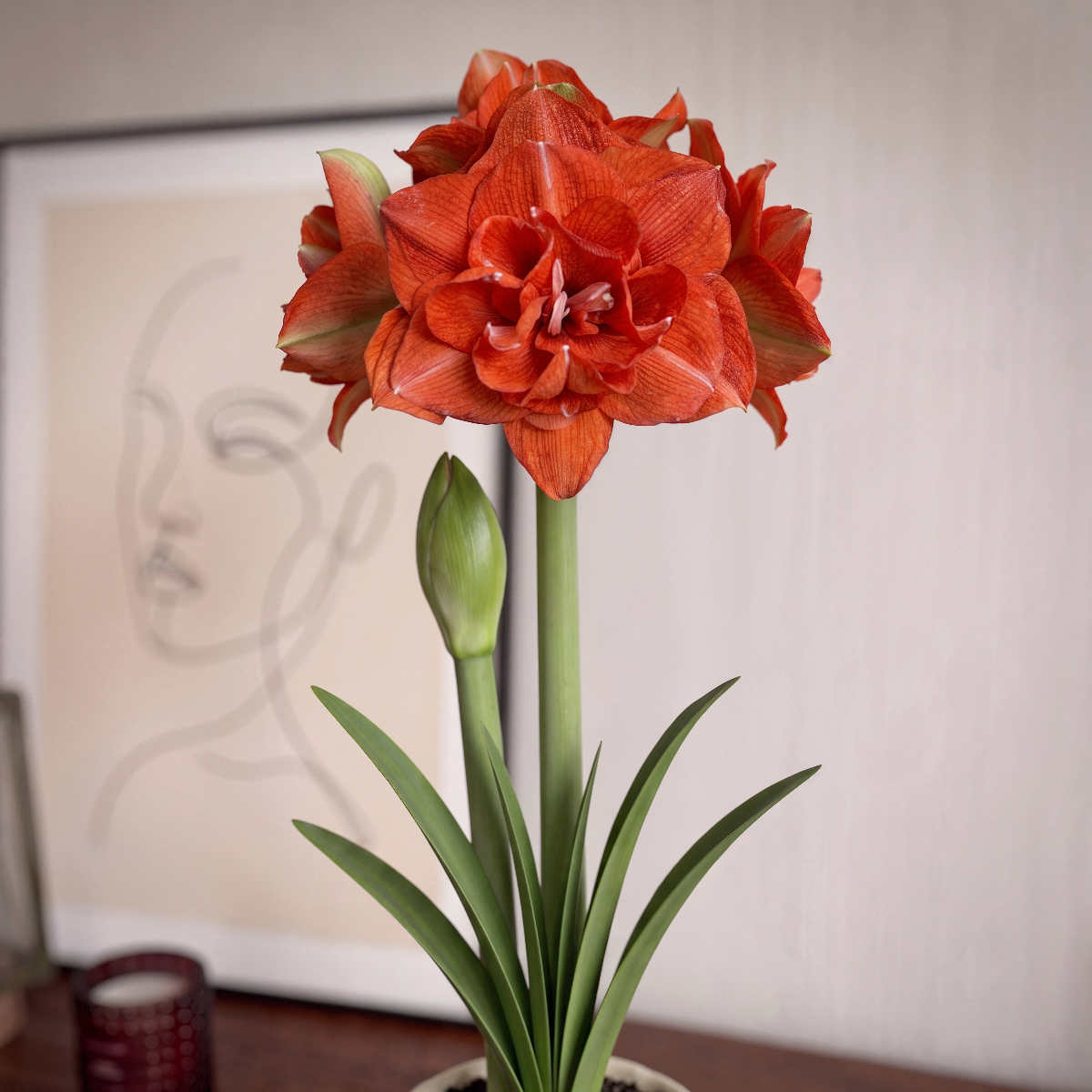 Amaryllis Benito