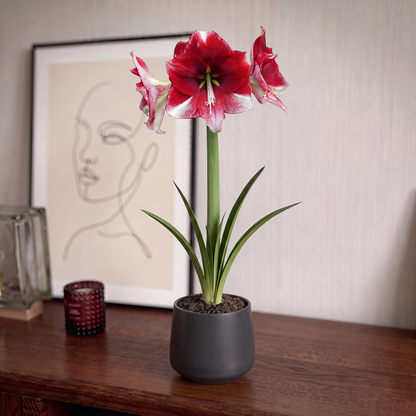 Amaryllis American Dream