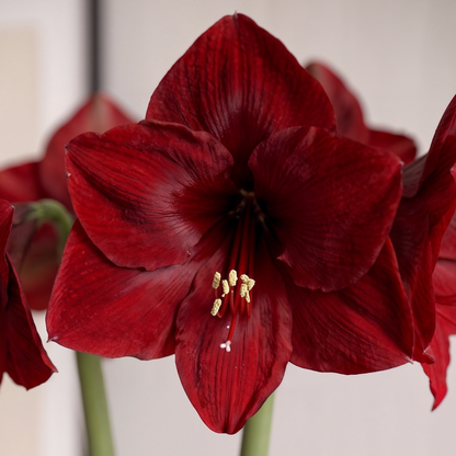 Amaryllis Mandela