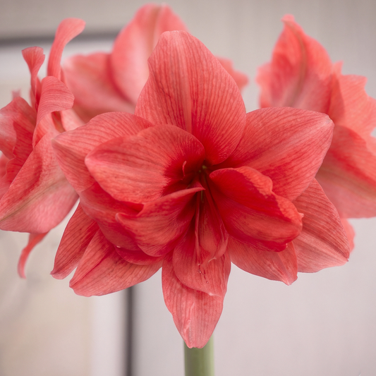 Amaryllis Ballerina