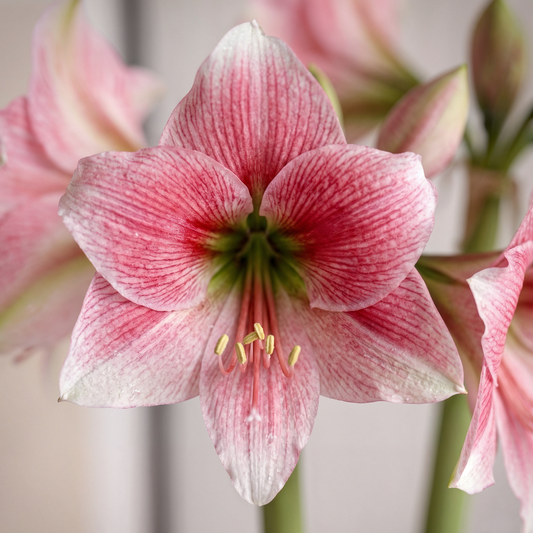 Amaryllis Misty