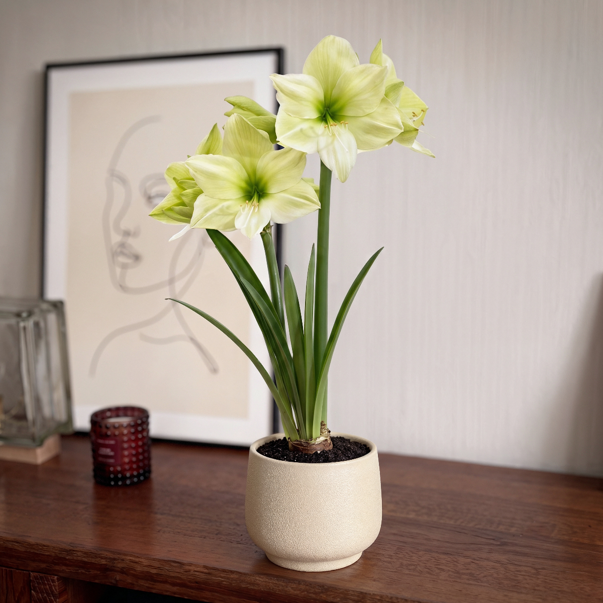 Amaryllis Luna
