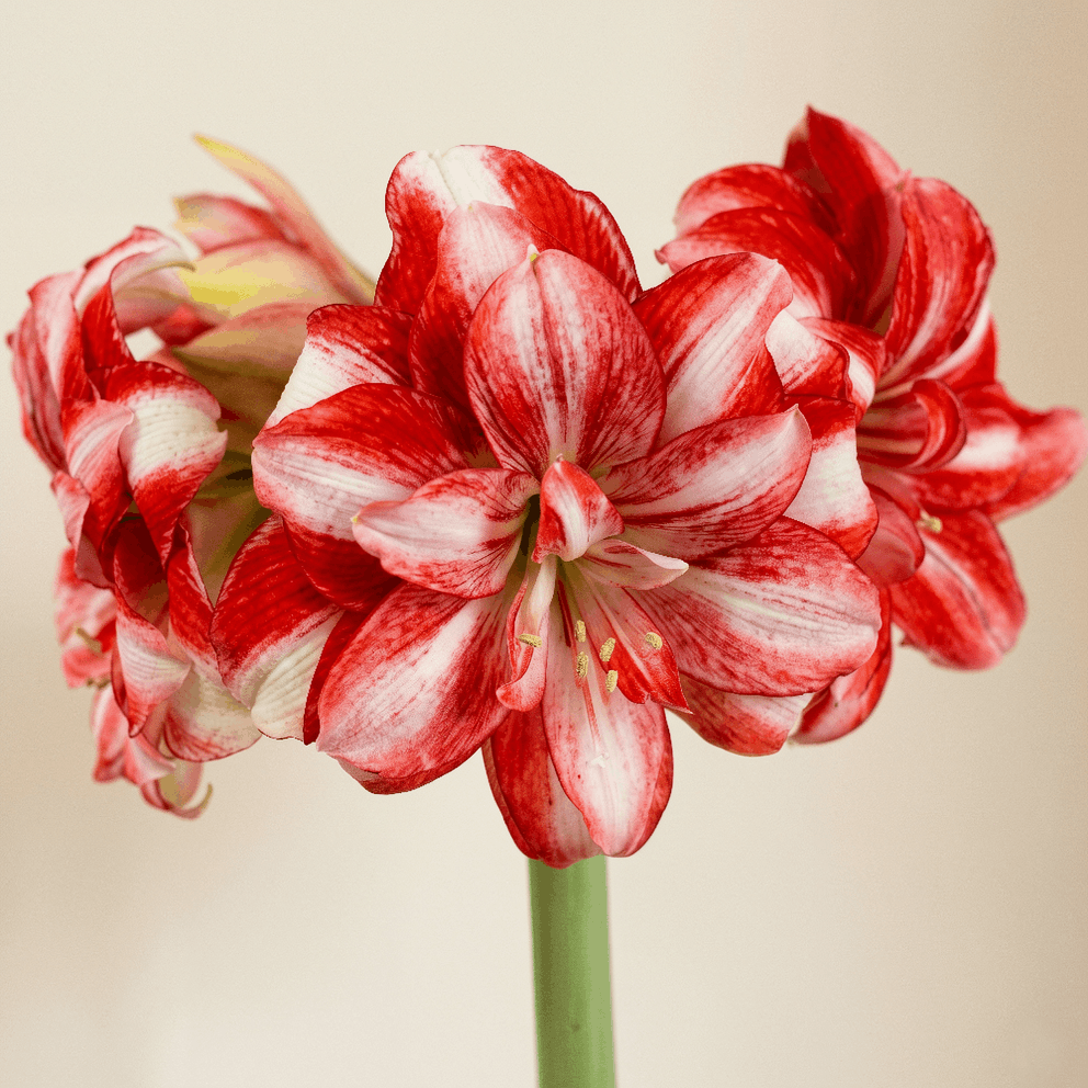 Amaryllis Jolly Majesty