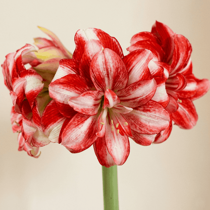 Amaryllis Jolly Majesty