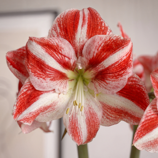 Amaryllis Clown