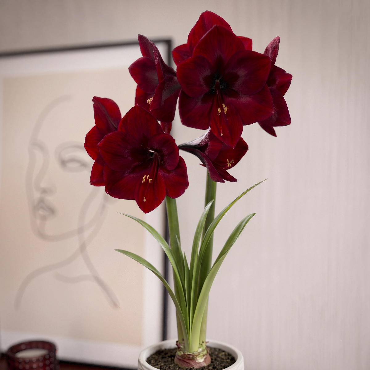 Amaryllis Benfica