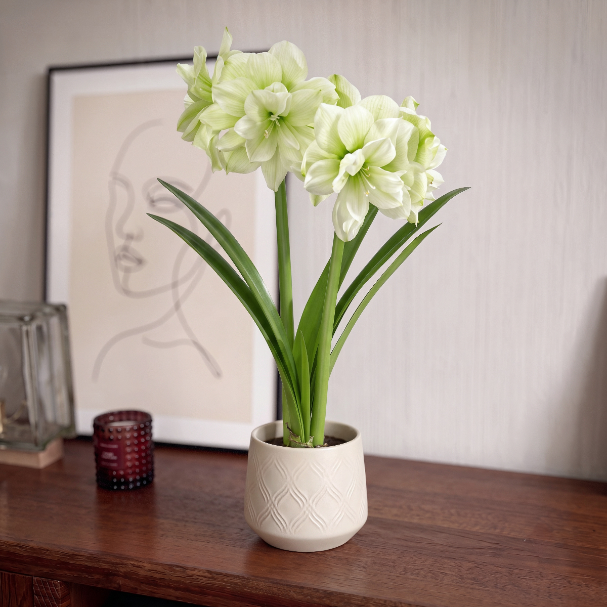 Amaryllis Marilyn