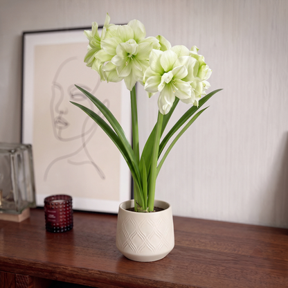 Amaryllis Marilyn
