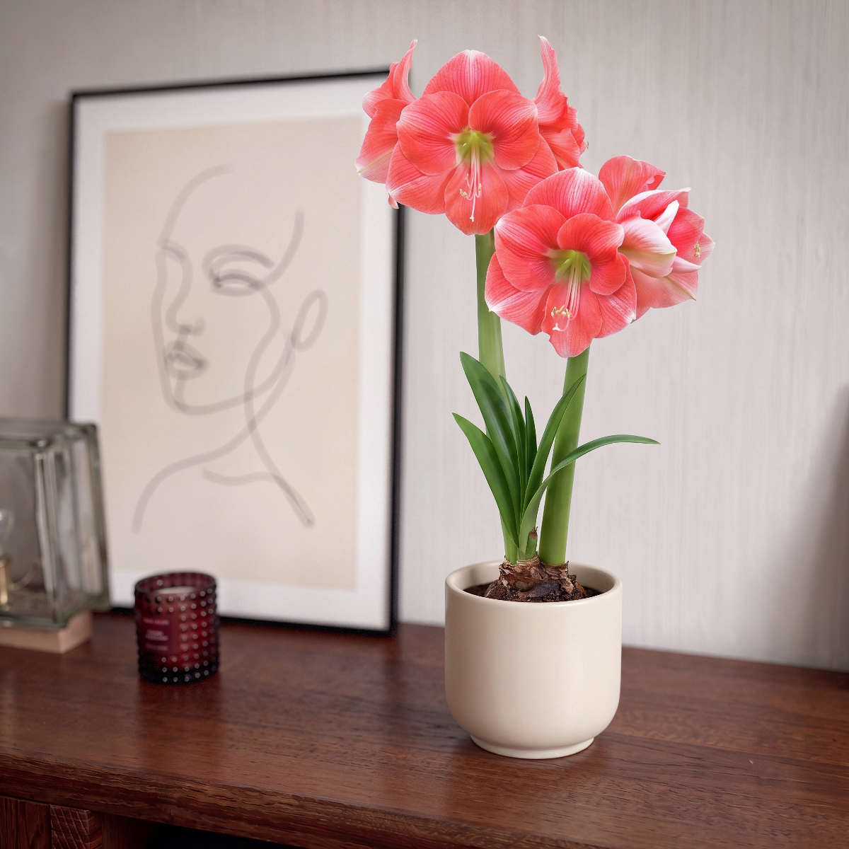 Amaryllis Rosalie