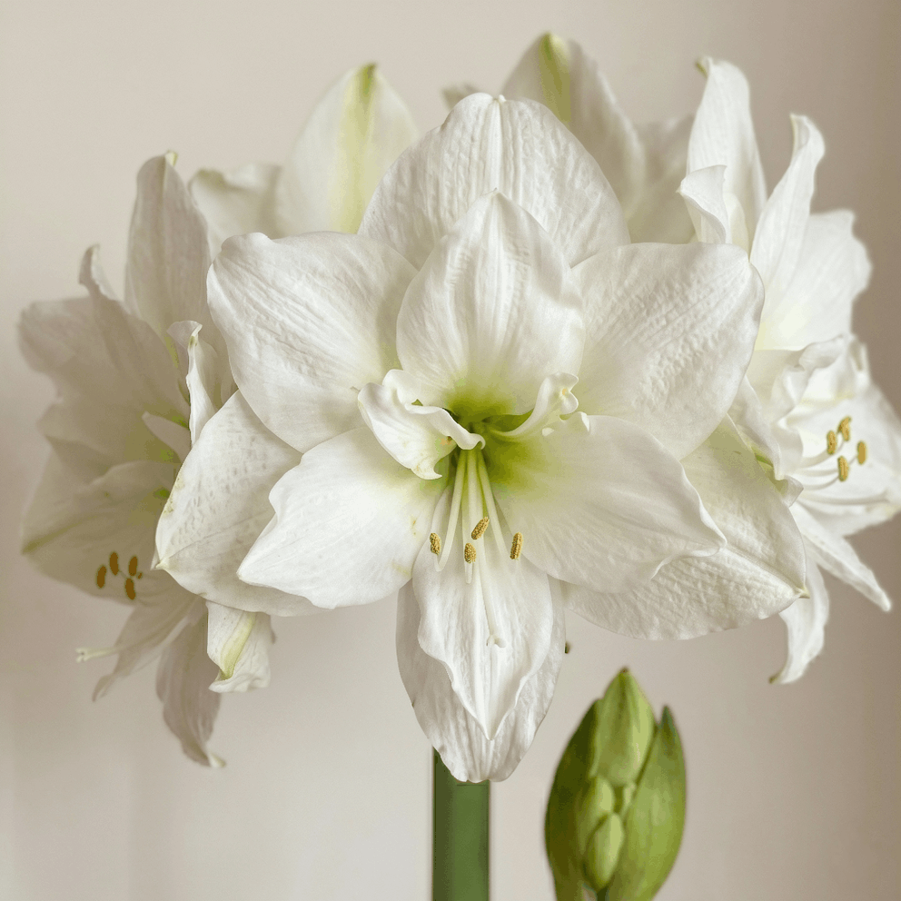 Amaryllis Wimbledon 