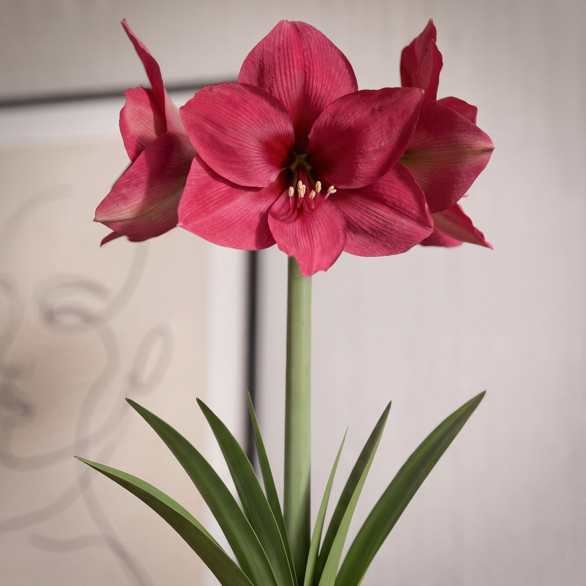 Amaryllis Pleasure