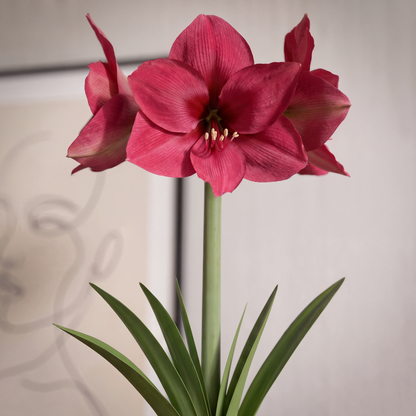 Amaryllis Pleasure