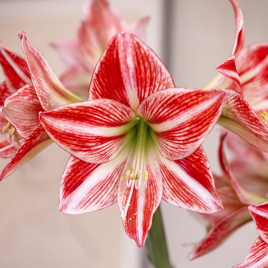 Amaryllis Fairytale
