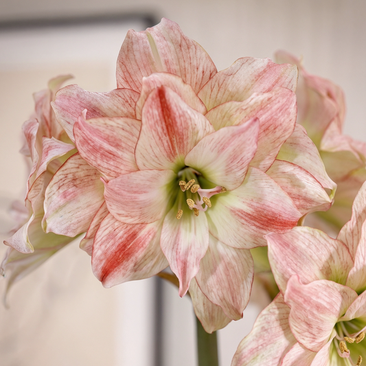 Amaryllis Aphrodite