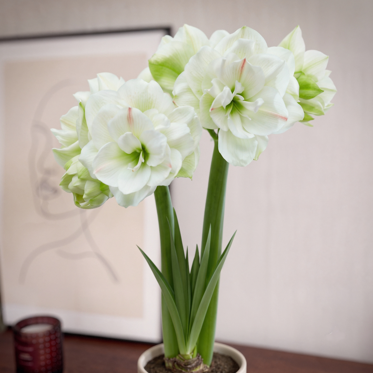 Amaryllis White Amadeus