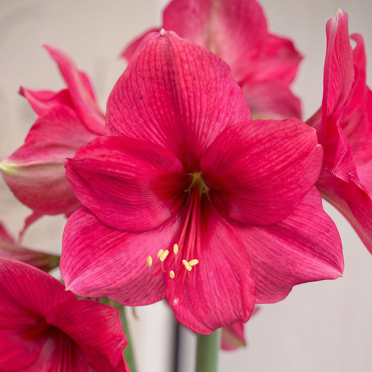 Amaryllis (Hippeastrum) Pink Surprise