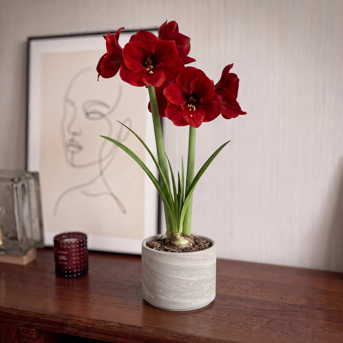 Amaryllis Red Lion