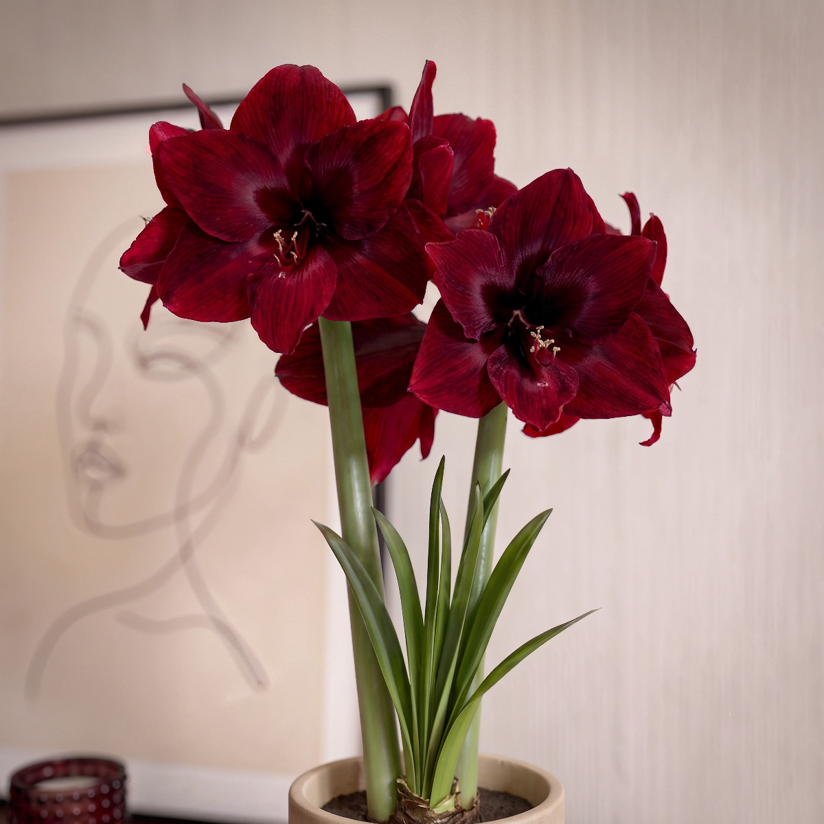 Amaryllis Carmen