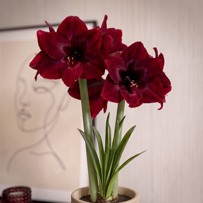 Amaryllis Carmen