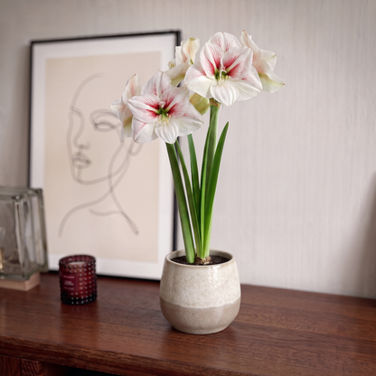 Amaryllis Elsa