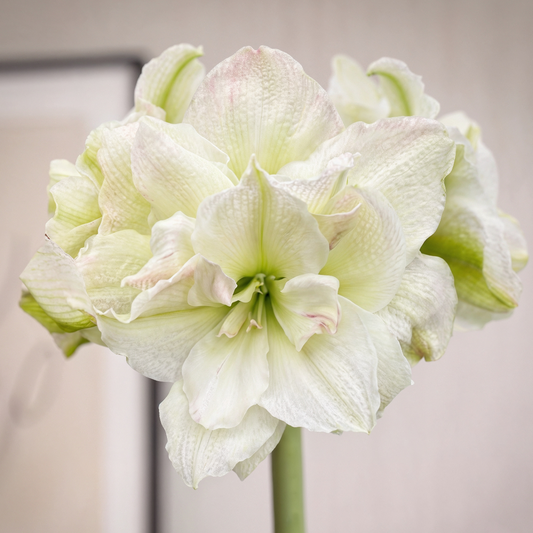 Amaryllis Polar Belle