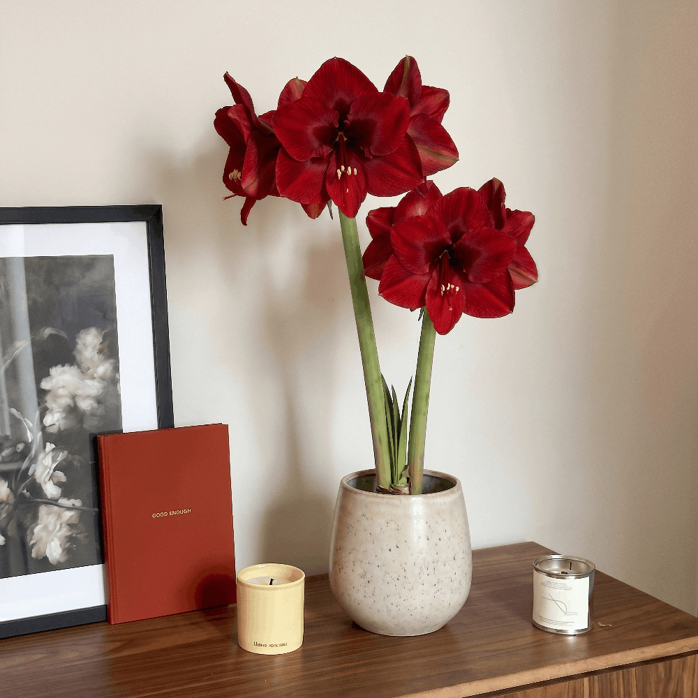 Amaryllis Calypso