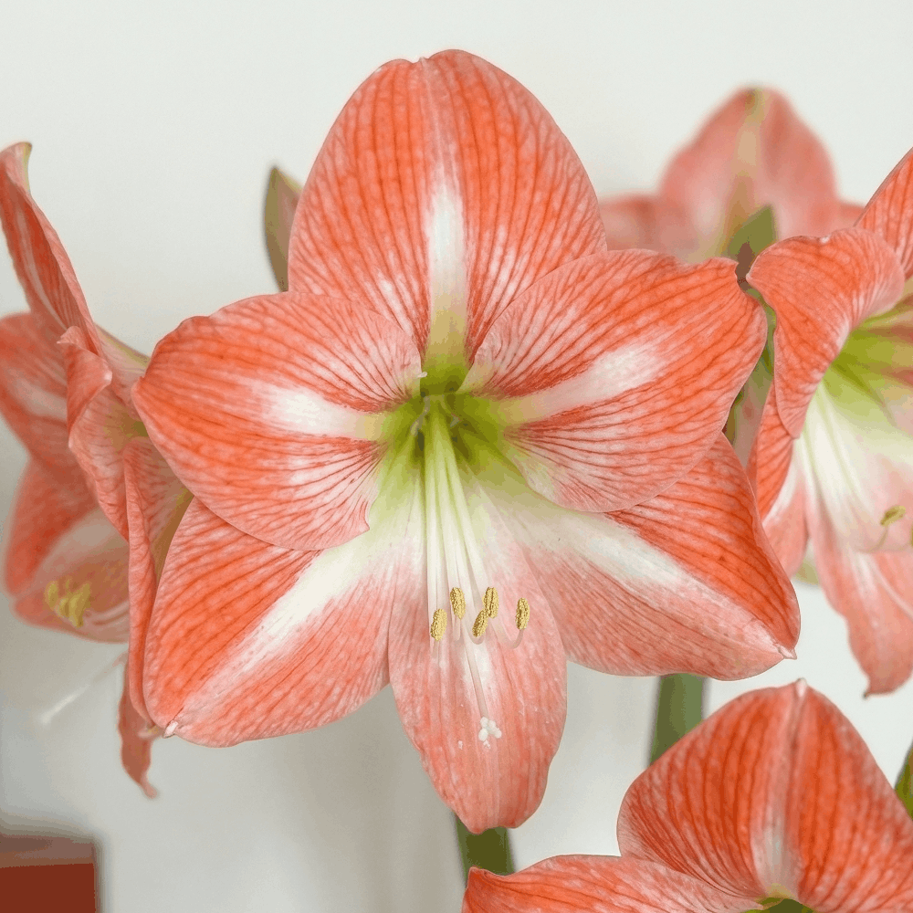 Amaryllis Daiquiri