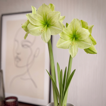 Amaryllis Fantasy