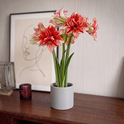 Amaryllis Flamed Amadeus