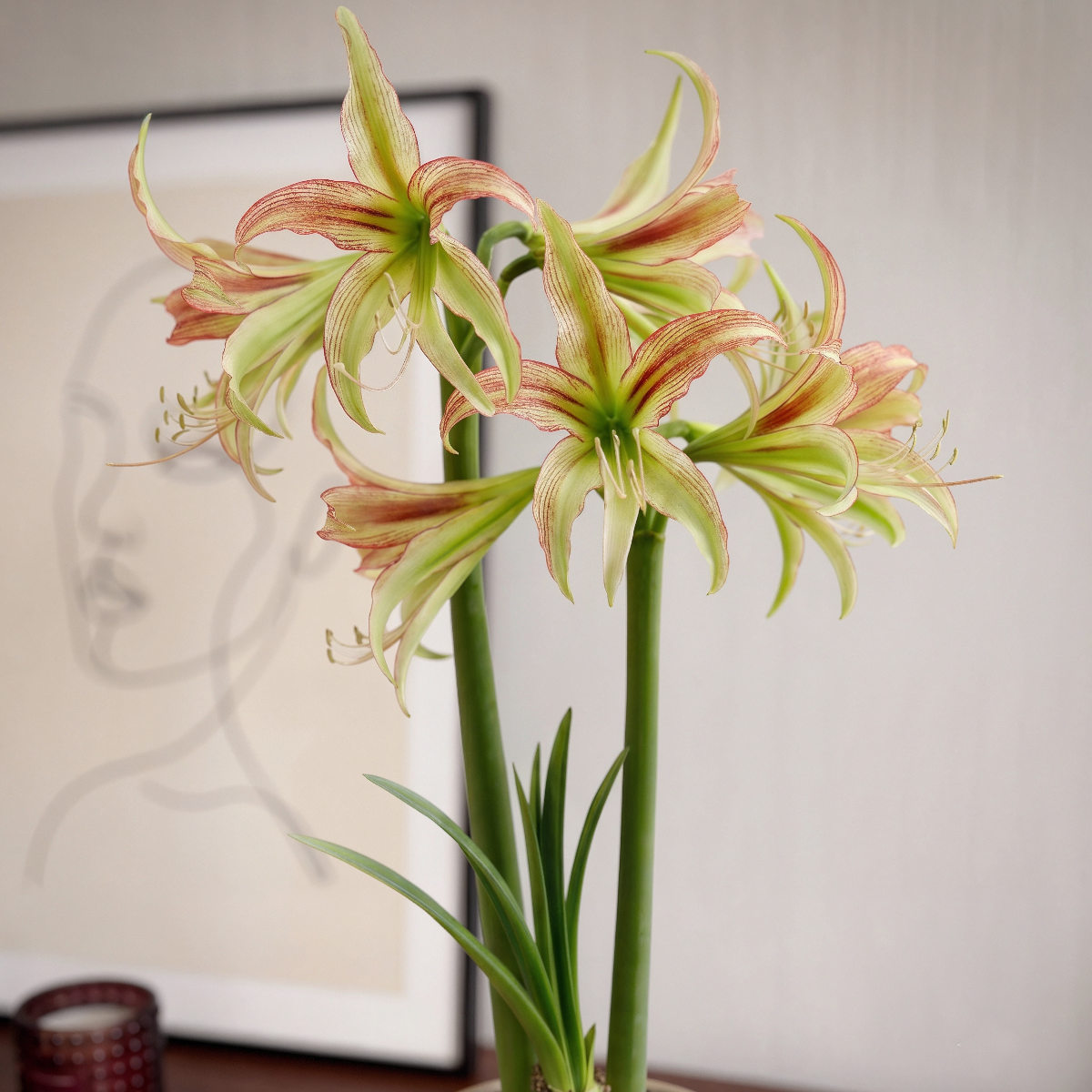Amaryllis Emerald