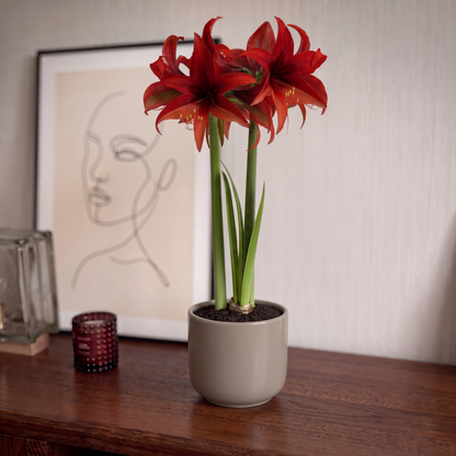 Bogota amaryllis (Hippeastrum) in a pot