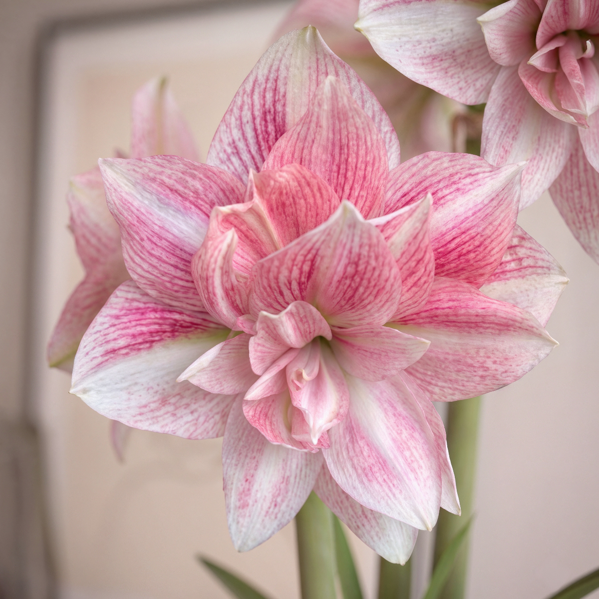 Amaryllis (Hippeastrum) Candy Belle