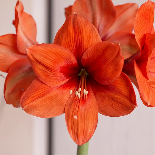 Amaryllis Horizon