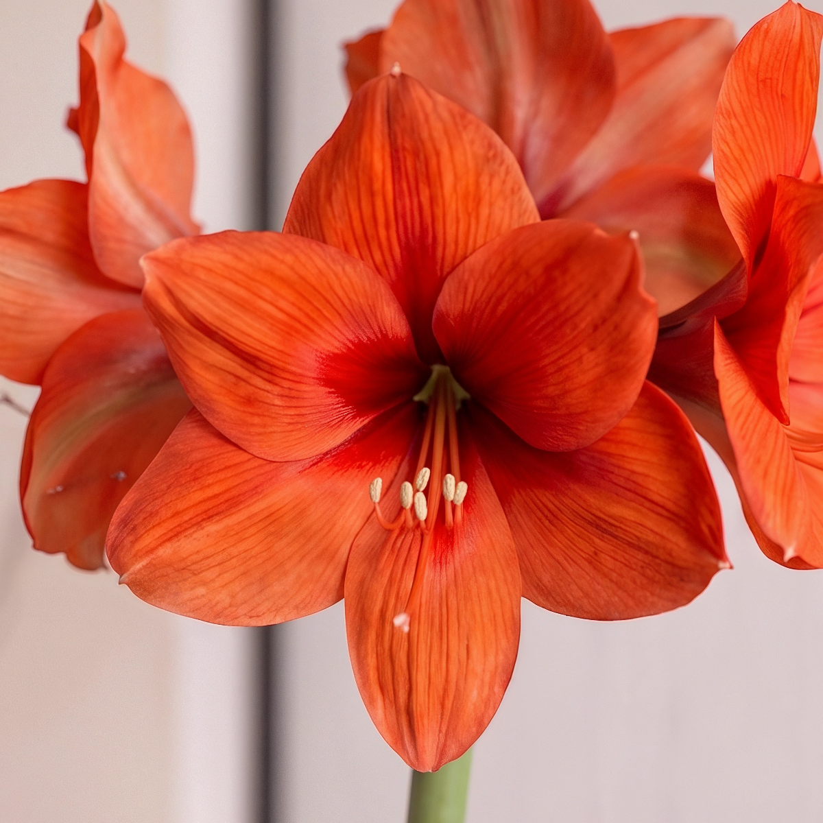 Amaryllis Horizon