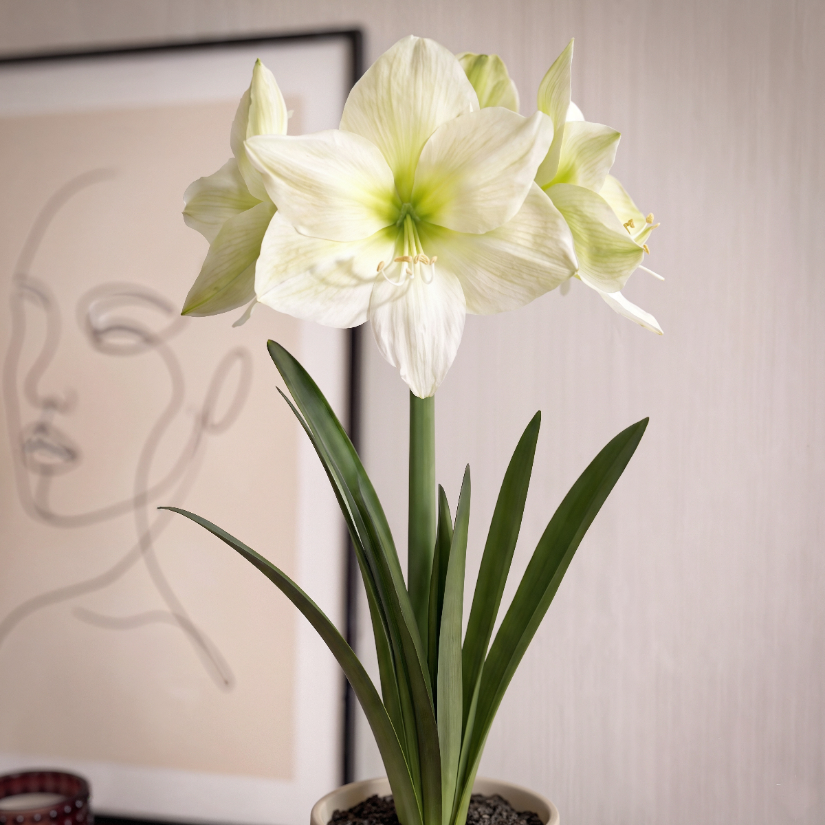Amaryllis Lemon Star