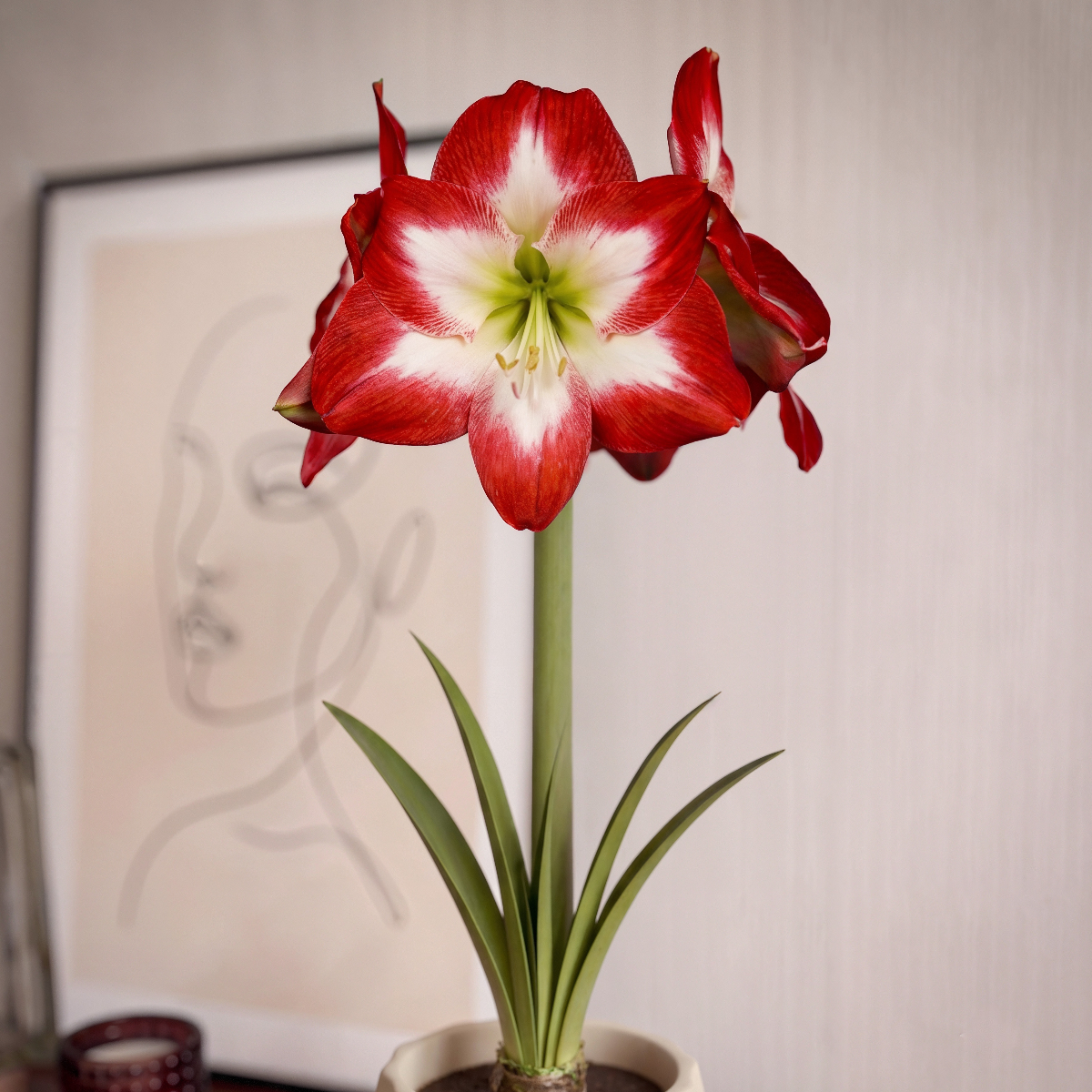Amaryllis Shine Dream
