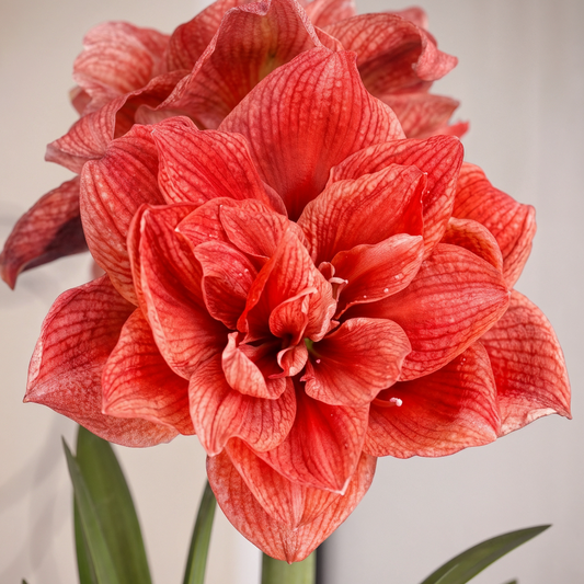 Amaryllis Cherry Amadeus