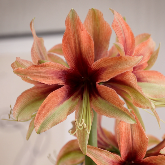 Amaryllis Wild Amazone