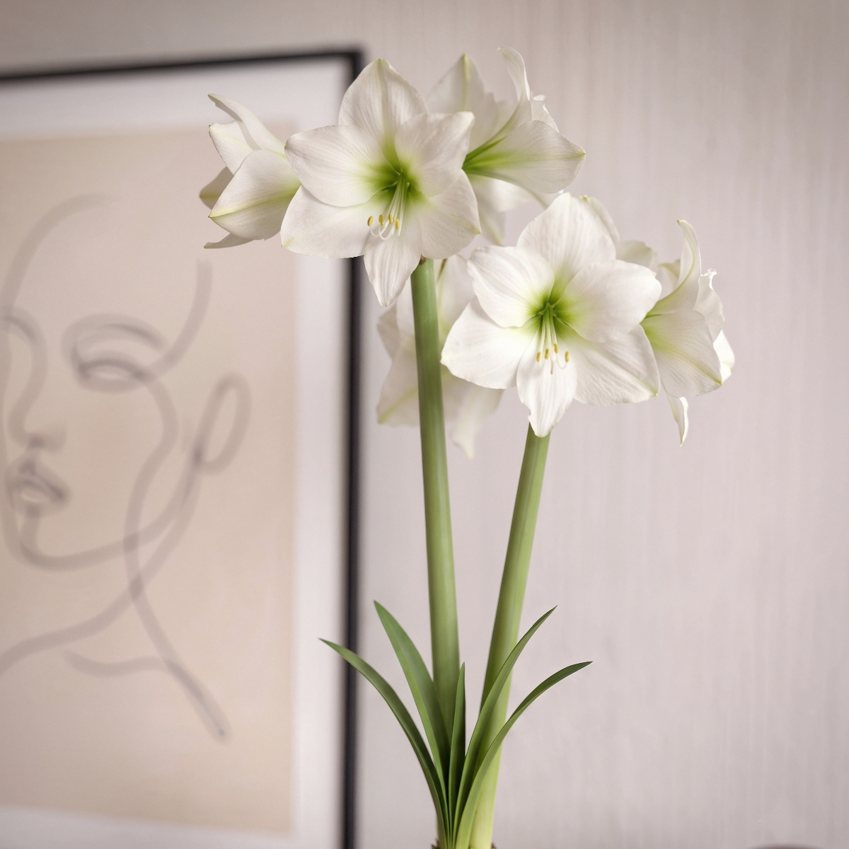 Amaryllis Costa Blanca