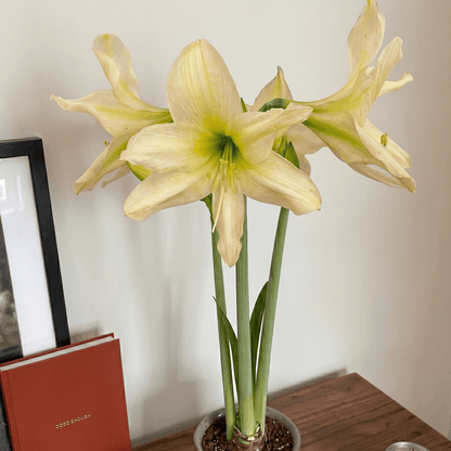 Amaryllis Aurora