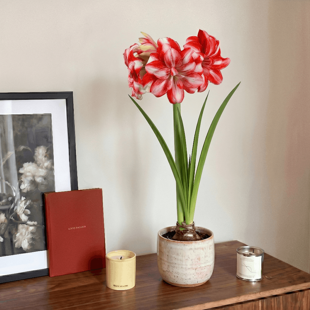 Amaryllis Jolly Majesty