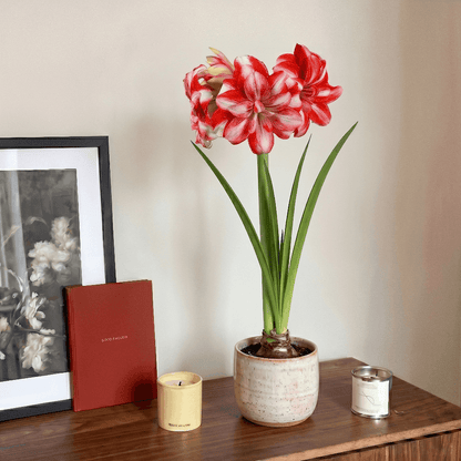 Amaryllis Jolly Majesty