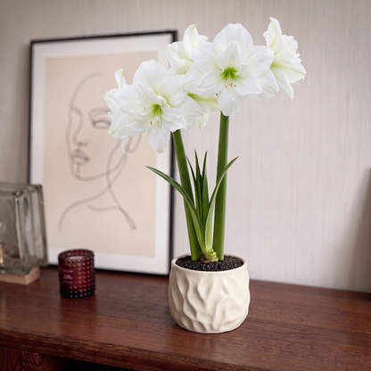 Amaryllis (Hippeastrum) Snow White