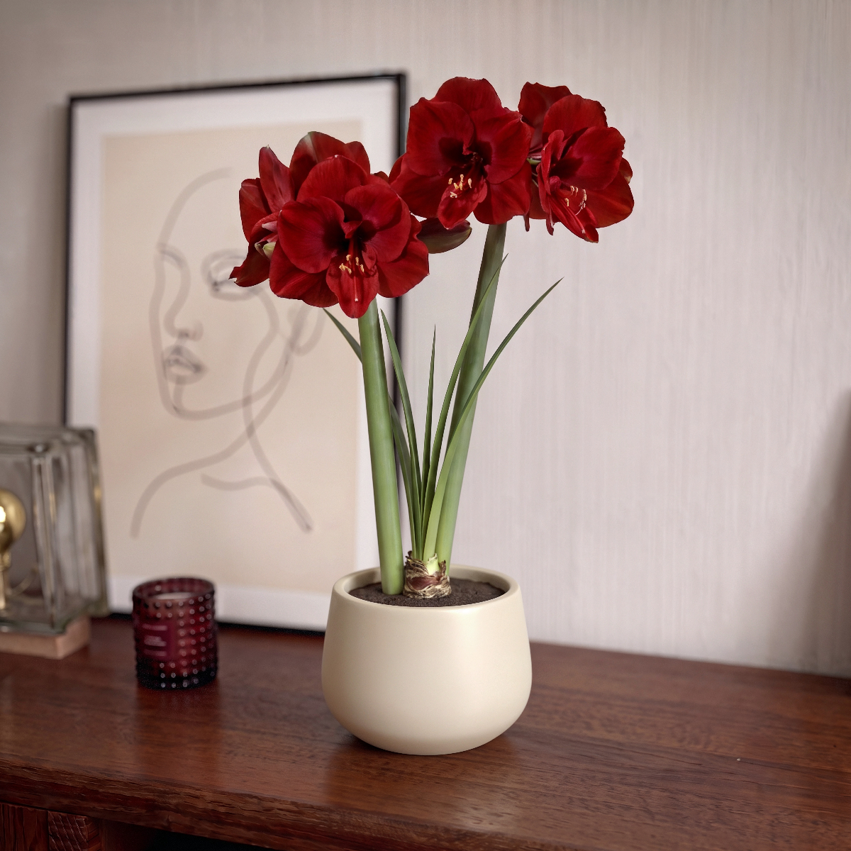 Amaryllis Fire Dancer