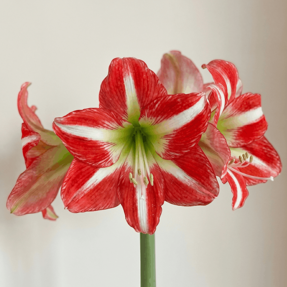 Amaryllis Electra