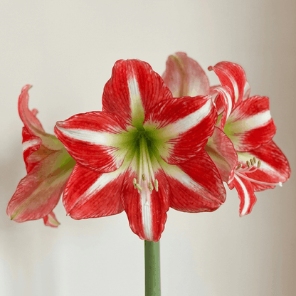 Amaryllis Electra