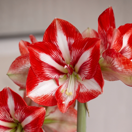 Amaryllis Pierrot